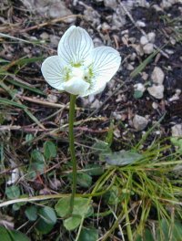 Grass of Parnassus parnassia palustris